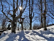 30 la 'stella' del sole tra gli alberi